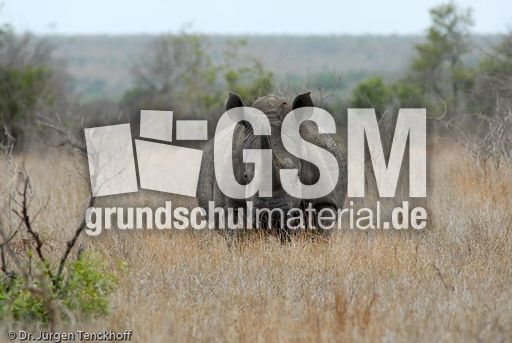 Breitmaulnashorn (6 von 28).jpg